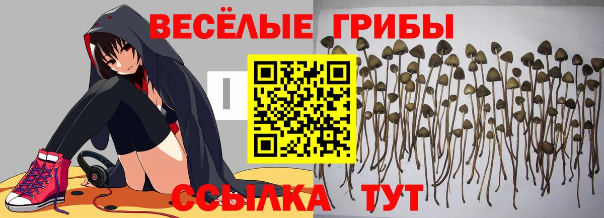 A PVP  Гашиш  Вход с VPN  Ржев  Molly  Кокаин  МАРИХУАНА  MDMA  Меф  Марки ЛСД 